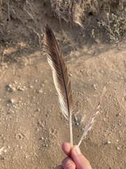 Burhinus oedicnemus