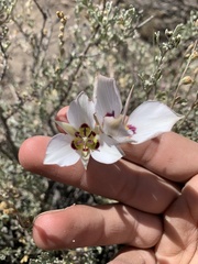 Calochortus bruneaunis