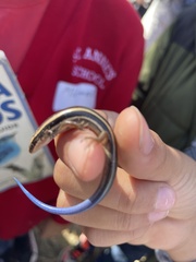 Plestiodon skiltonianus skiltonianus