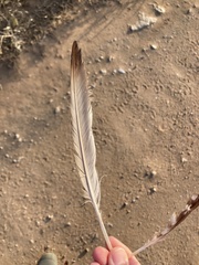 Burhinus oedicnemus