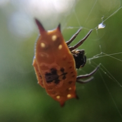 Gasteracantha quadrispinosa