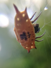 Gasteracantha quadrispinosa