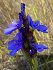 Aristea juncifolia