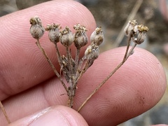 Eriophyllum confertiflorum