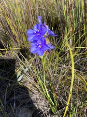 Aristea juncifolia