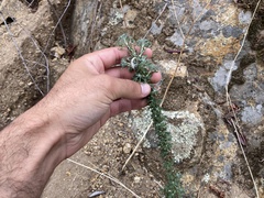 Eriophyllum confertiflorum