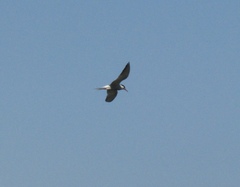 Sterna hirundo
