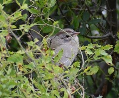 Arremonops rufivirgatus