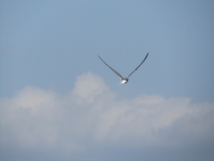 Sterna hirundo
