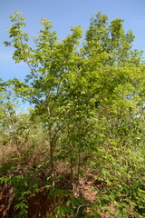 Xylopia parviflora
