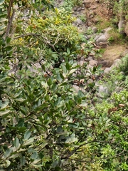 Laurus novocanariensis image