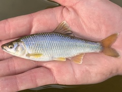 Cyprinella spiloptera