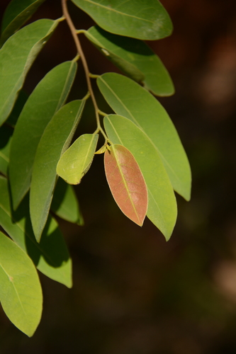 Bush bitterwood (Xylopia parviflora)