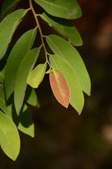 Xylopia parviflora