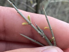 Adolphia californica