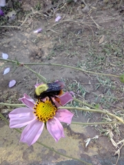Bombus bellicosus
