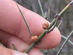 Adolphia californica