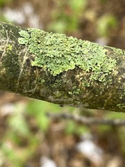 Phaeophyscia pusilloides