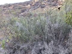 Adolphia californica