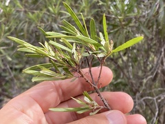 Ornithostaphylos oppositifolia