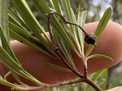 Ornithostaphylos oppositifolia