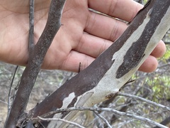 Ornithostaphylos oppositifolia