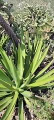 Agave datylio