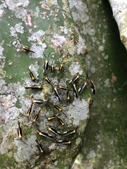 Thyrsophorinae