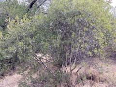 Ornithostaphylos oppositifolia