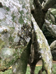 Thyrsophorinae