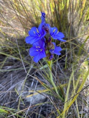 Aristea juncifolia