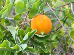 Ibervillea sonorae