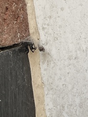 Latrodectus mactans