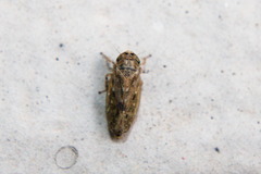 Athysanini