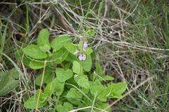 Stachys drummondii