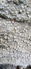 Lecanora