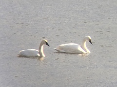 Cygnus columbianus columbianus