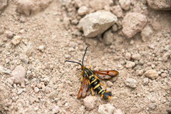 Synanthedon chrysidipennis