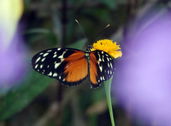 Heliconius hecale