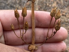 Penstemon spectabilis