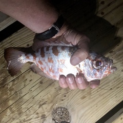 Heteropriacanthus cruentatus