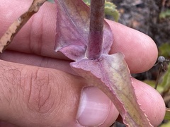 Penstemon spectabilis