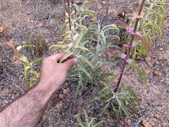 Penstemon spectabilis