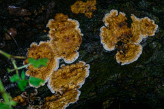 Stereum rugosum
