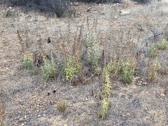 Penstemon spectabilis