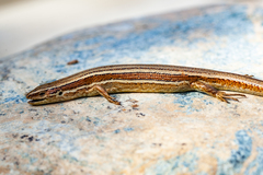 Oligosoma