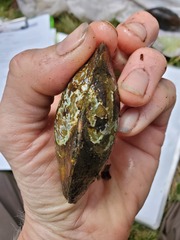 Utterbackia imbecillis