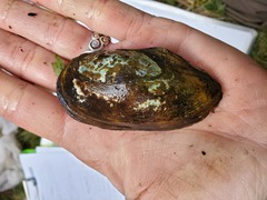 Utterbackia imbecillis