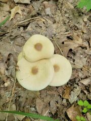 Melanoleuca alboflavida