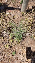 Erigeron bonariensis